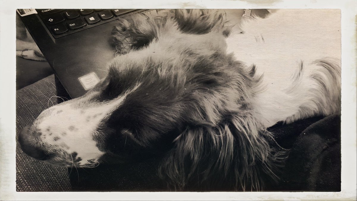shona_birkby's tweet photo. When it’s bring your human to work day now it’s WFH and the human won’t leave the puppy alone! ♥️🤍♥️ #workingfromhome #bringyourhumantowork #bringyourpuppytowork #spaniellove #itsokmumivegotthis https://t.co/uZE6EfZcdx