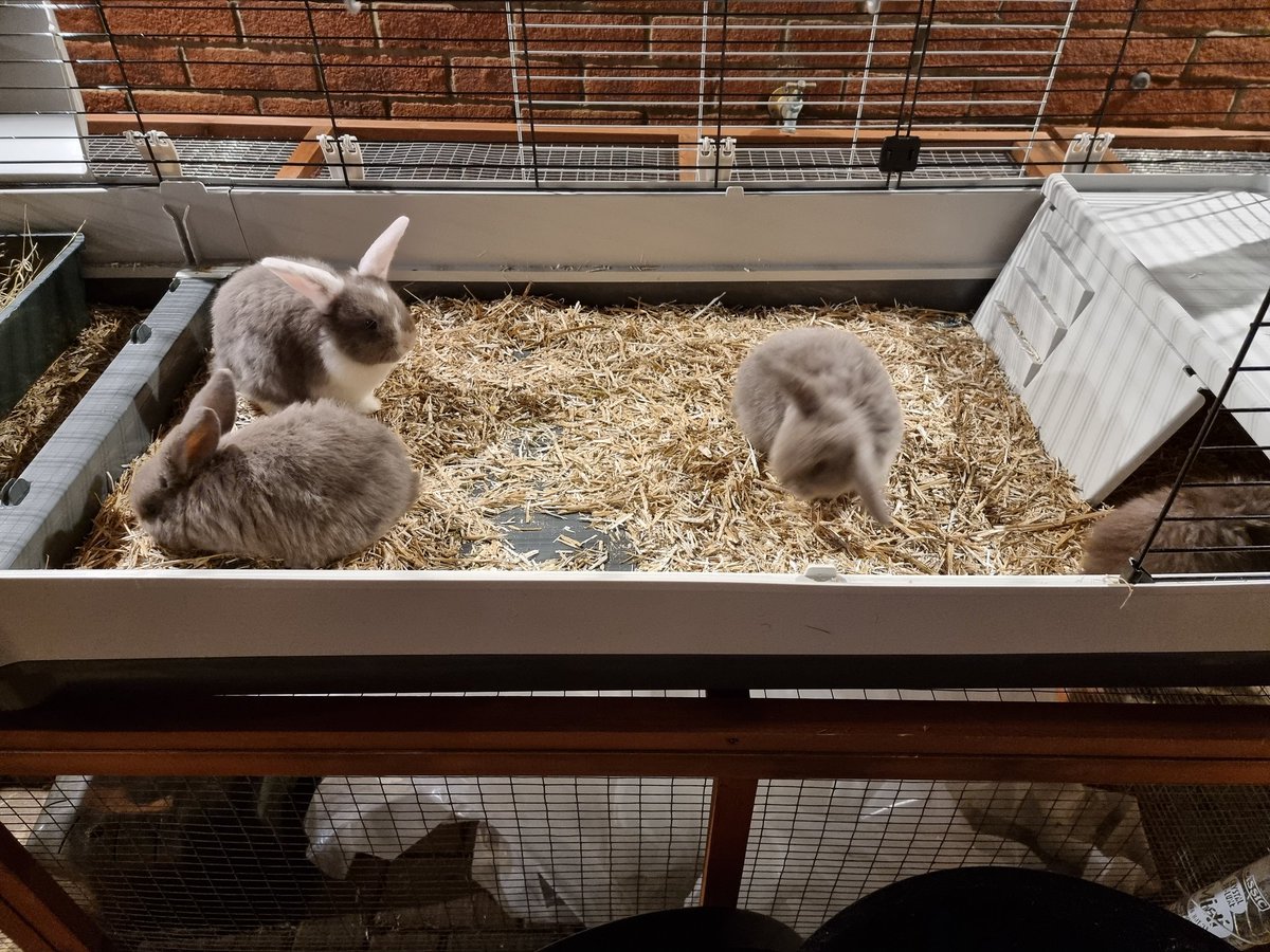 Next lot of Bunnies ready for Christmas Eve... 

hebburnbunnies.co.uk

#HebburnBunnies #Pet #Pets #Petsforsale #Forsale
