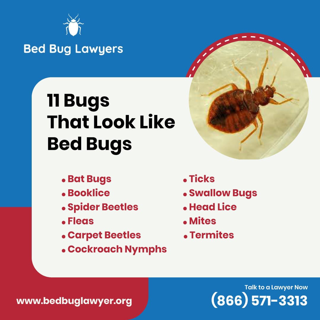 BedBugLawExpert's tweet photo. Do you have insects in your home but are unsure if it's bed bugs? Check out the insects often confused for bed bugs - Click to learn more: https://t.co/U5erf98u5B

#bedbuglawyers #bedbugs #bedbugdetection https://t.co/pAsms3kJY9