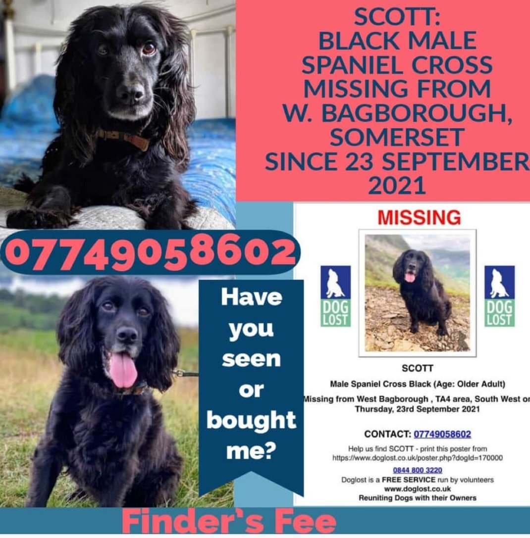 #findScott
SCOTT Older Adult Male #Spaniel MICROCHIPPED NEUTERED 

#Missing #WestBagborough #TA4 since 23/9/21  💔😪

facebook.com/helpgetscottho…

doglost.co.uk/dog-blog.php?d…