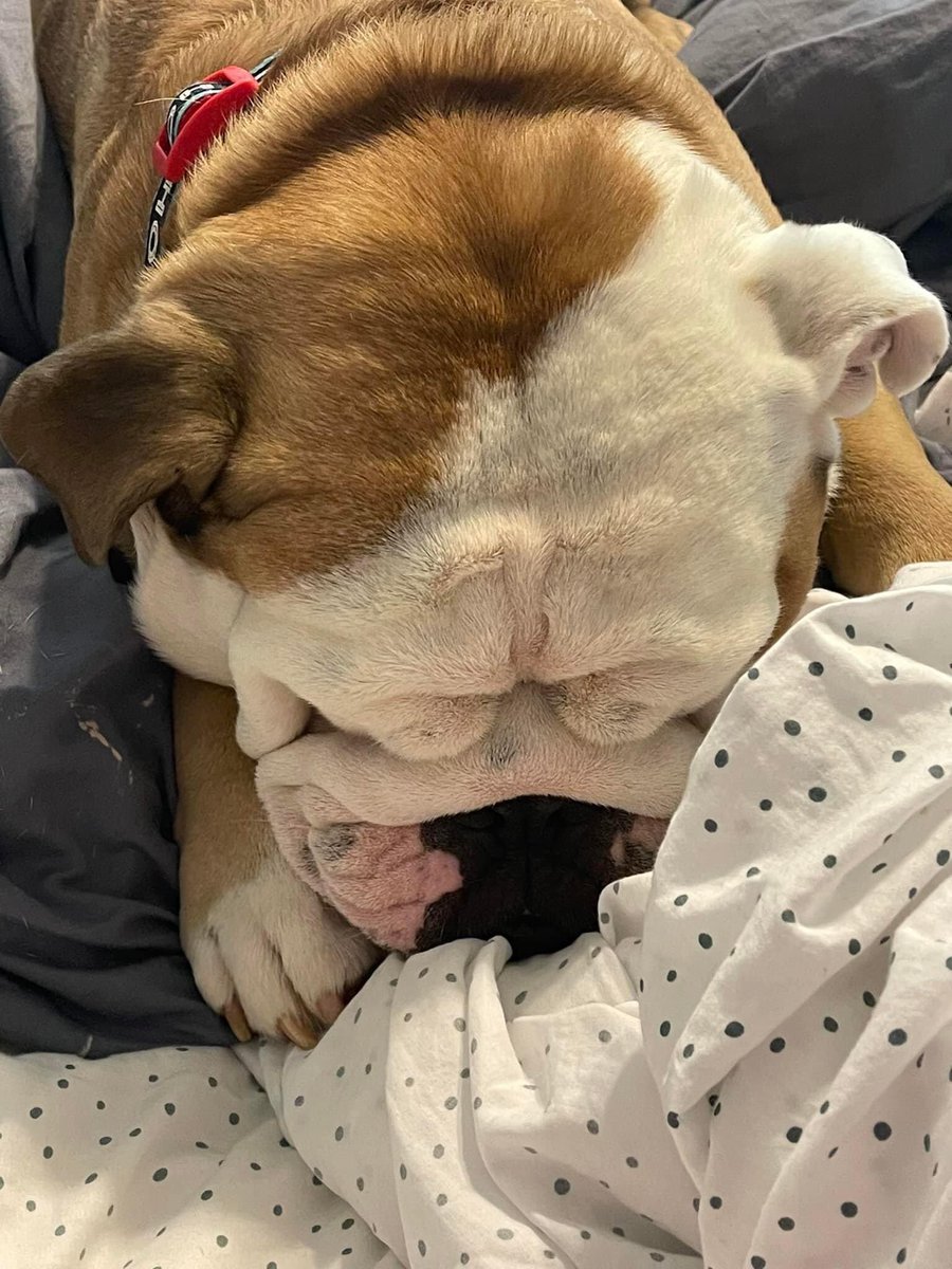 Bulldog Pride! tweet media