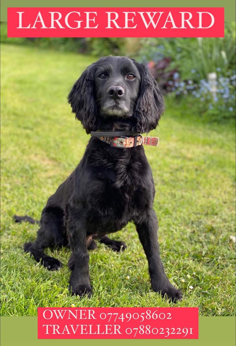 HunnyJax's tweet photo. Have you seen Scott? 
Adult #Sprocker #Spaniel #Missing #Stolen 23/9/21 West Bagborough #Taunton #TA4 #Somerset
Could be Anywhere! 
Black with white/greying beard &amp; moustache! 
#Chipped #Neutered
Have you seen him? 
If you know where he is🙏 do the right thing
#findScott https://t.co/MlCS4Camio