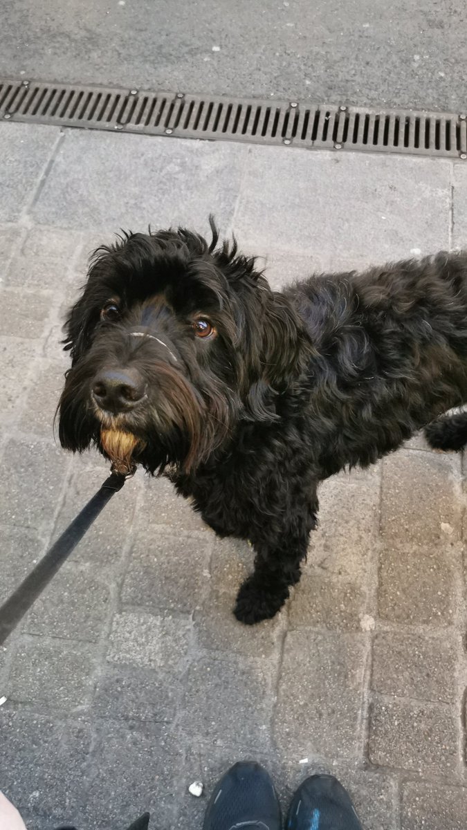 Sam has run away from our home in Knocknacara. If you find him please DM me.