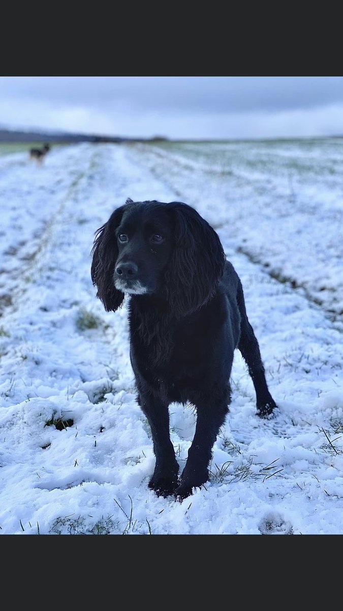 I am #missing
I need to go Home 🙏
I am #Chipped #Neutered #Sprocker
I may be #Stolen 
Look out for me 🙏 
Recognisable face white moustache & beard
I was lost West #Bagborough #Taunton #TA4 #Somerset  BUT 
I could be Anywhere! 
#findScott 

facebook.com/groups/4540059…