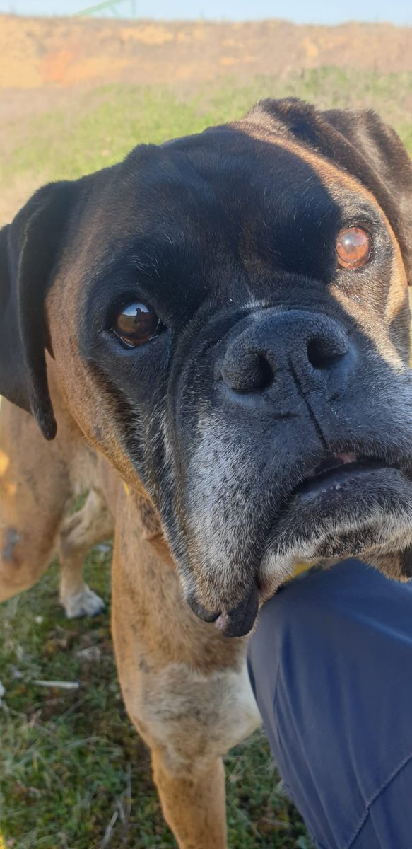 AnimalesToro's tweet photo. AYUDA URGENTE PARA ASLAM

Lleva dos noches encerrado, hoy será la tercera que se pasa ladrando, aullando, desconsolado, triste, solo y con frío.
No salió ningún acogida para el nadie le ha querido ayudar.
Es un perro muy bueno solo quiere cariño y no estar solo. https://t.co/SHyRvdbZnT