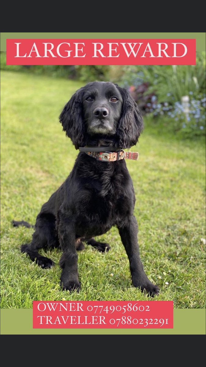 <a href="/tauntonleisure/">Taunton Leisure</a> please could we ask you to retweet for SCOTT hes an OLDER ADULT #Spaniel black / distinctive white beard/Tash ⬇️
Missing since 23/9/21 #WestBagborough area? 
HAS ANYONE INFO? HAS ANYONE SEEN SCOTT? He could of wandered too far.#findScott facebook.com/groups/4540059… TY