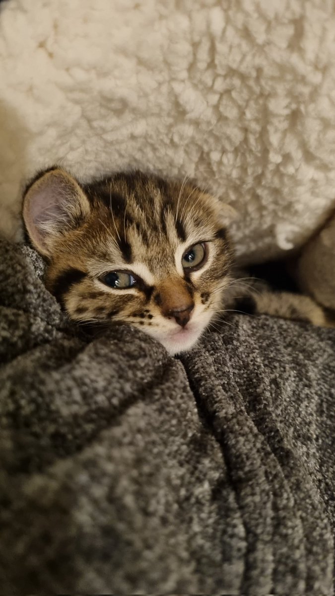 LaphamGreg's tweet photo. Welcome to our family Muka ❤ https://t.co/sCCGaqmZhr