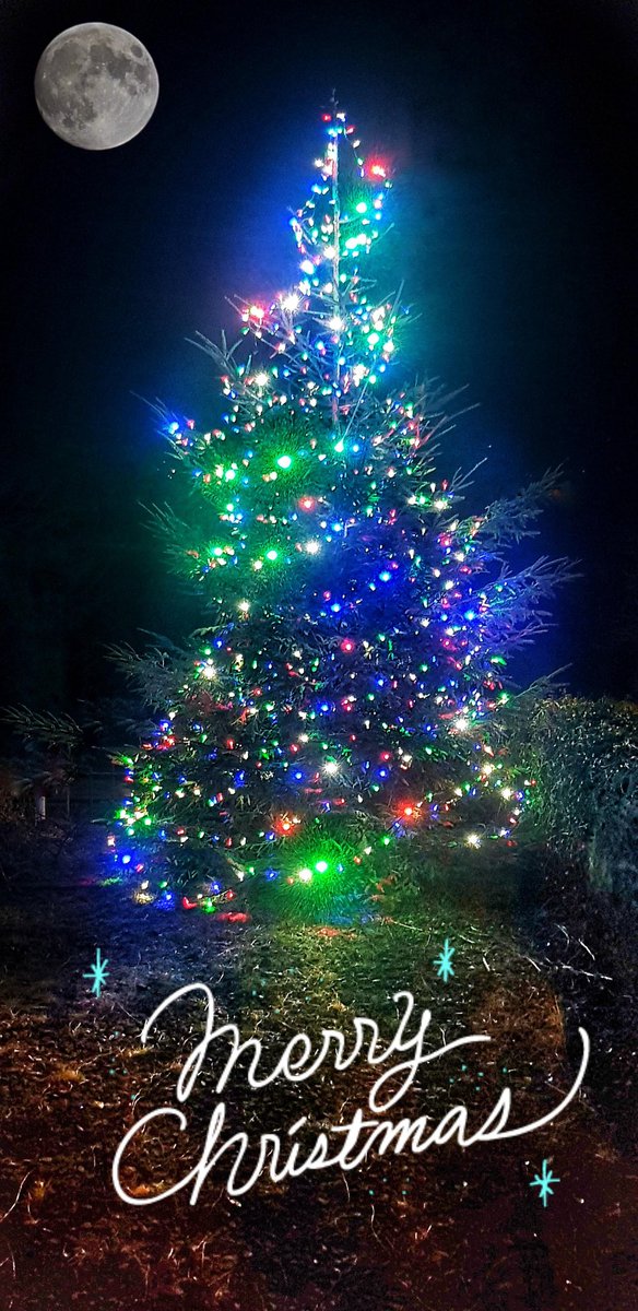 JuddMobile's tweet photo. #cilfynydd #CRISTMAS  #tree #pontypridd @Thecilfynyddhub https://t.co/SxKbRvJkQA