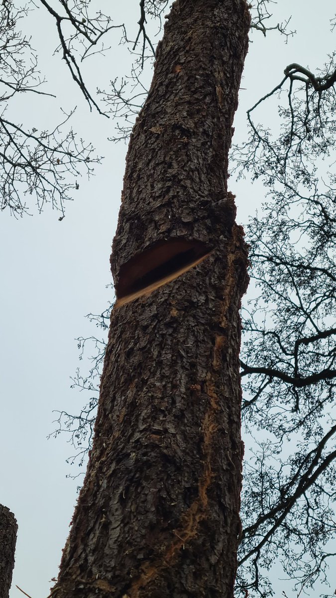 BorealTrees tweet media