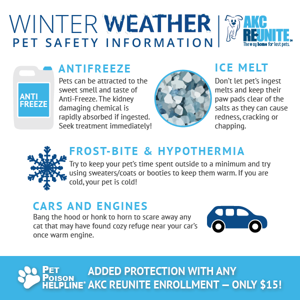 akcreunite's tweet photo. Antifreeze and ice melt are just a few of the winter hazards you should be aware of today and every day to help keep your pet safe! https://t.co/kFZymmb6Hv