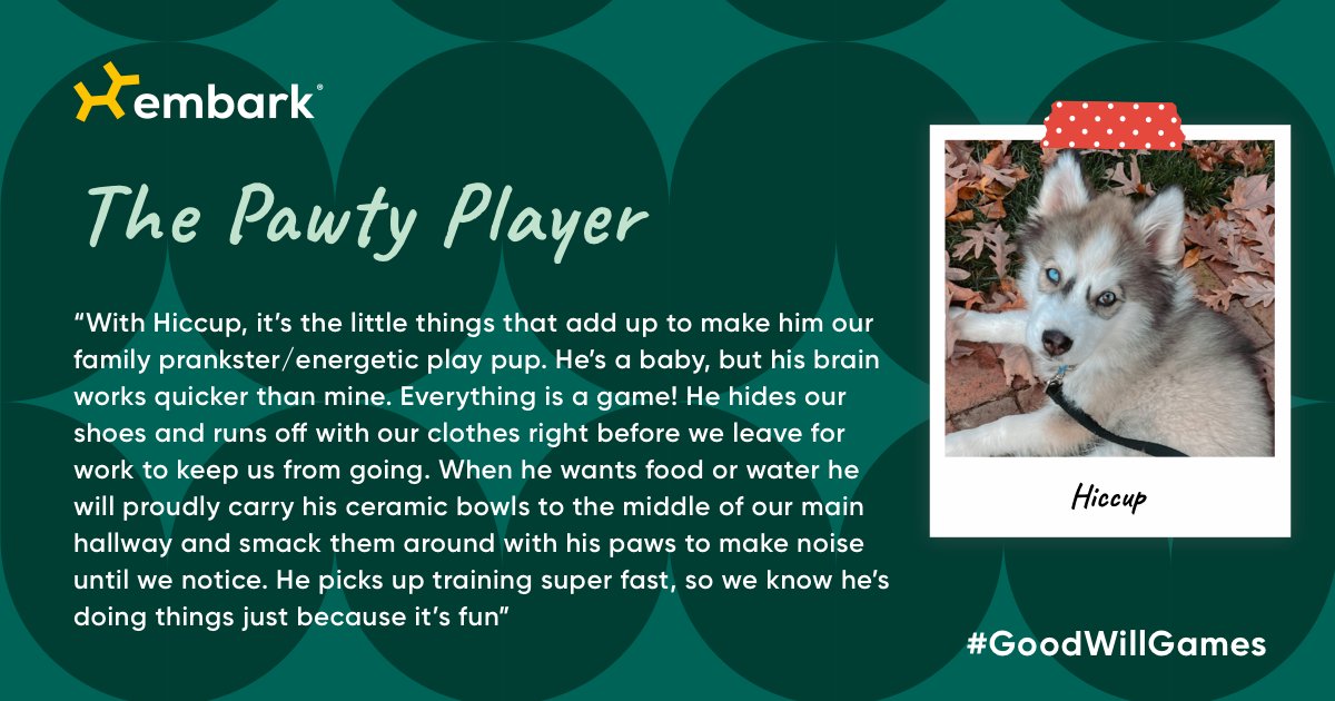embarkvet's tweet photo. 🎉 Congratulations to the winner of "The Pawty Player"! 🐾🎾🥳 #GoodWillGames title: IG/hiccupinthejungle Come back tomorrow to find out the who won the final title "The Stress Reliever" 💕🐶💆
#EmbarkVet https://t.co/Ovg9KlFoKq