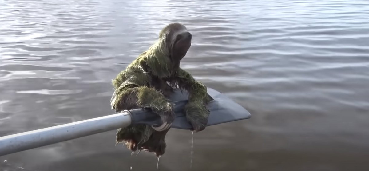 MDScienceCenter's tweet photo. Did you know that sloths are strong swimmers? Even so, the folks in this video decided to let this sloth buddy hitch a ride back to shore. Check it out! #LateNightwithMSC

https://t.co/31JWvm7dX0 https://t.co/QNRg63Xqfa