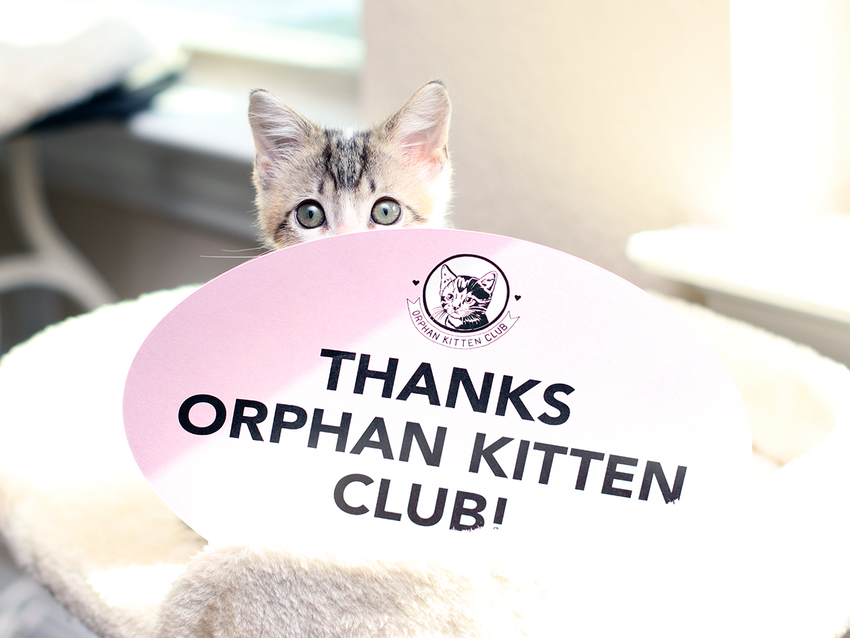 wilcopets's tweet photo. We are so grateful for the $7,500 grant from the Orphan Kitten Club! The funds were used to hire an animal healthcare specialist who helped us through an extra-long kitten season this year. Thank you, OKC! Moo &amp; Irina send lots of purrs. 🐱

#orphankittenclub #mightycat https://t.co/0cYZ1G2KnX
