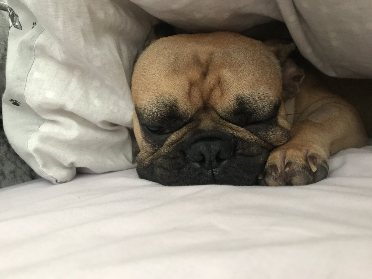 _TRichardson's tweet photo. @amybethhunter Hope Rolo helps! https://t.co/xp0Y1pnQuS