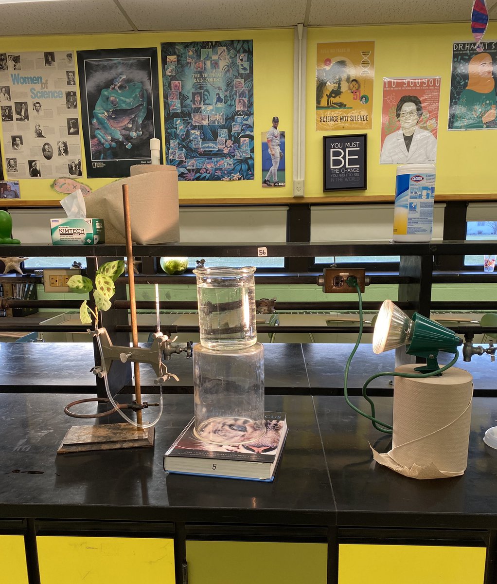 mjrenear's tweet photo. @ELHSspartans overheard this week “Plants are so cool!” 😎❤️my students kind of rock, too!! 🤗 https://t.co/EmEl4iQ1ot