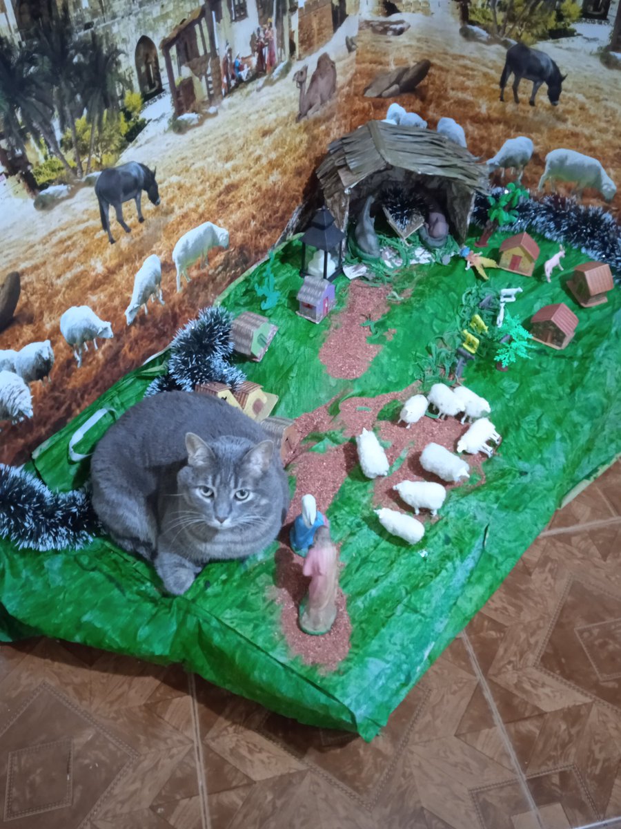 karolmon2014's tweet photo. @efectomirringo La mía se adueñó del pesebre https://t.co/OvbBKz12En