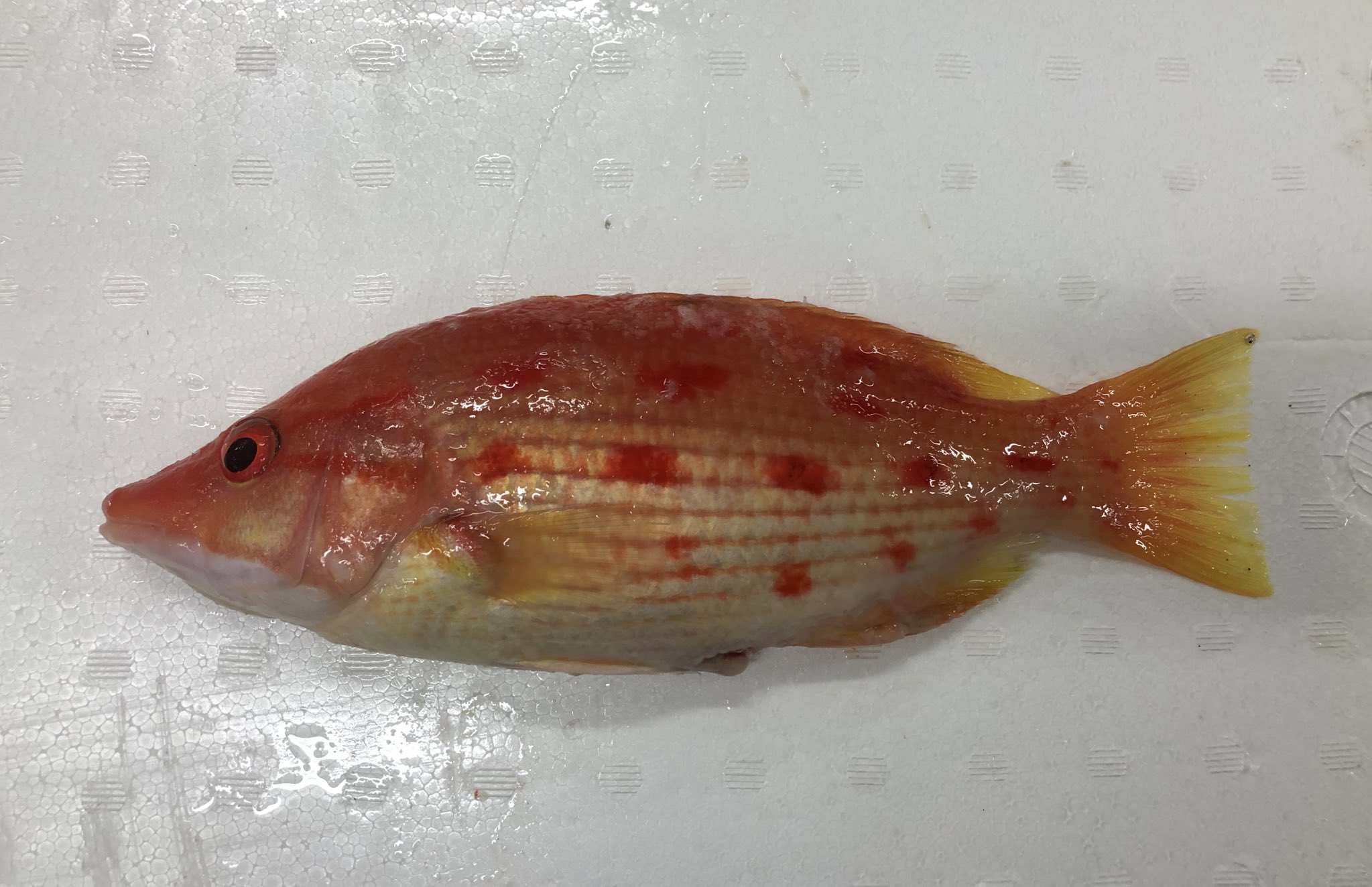 印束の魚図鑑 Indukazukan Twitter