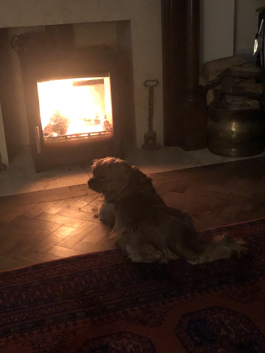 Fire worshiping dog