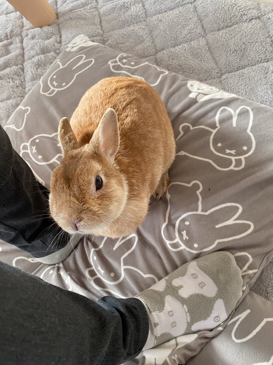 うさぎ様専用です(^^)