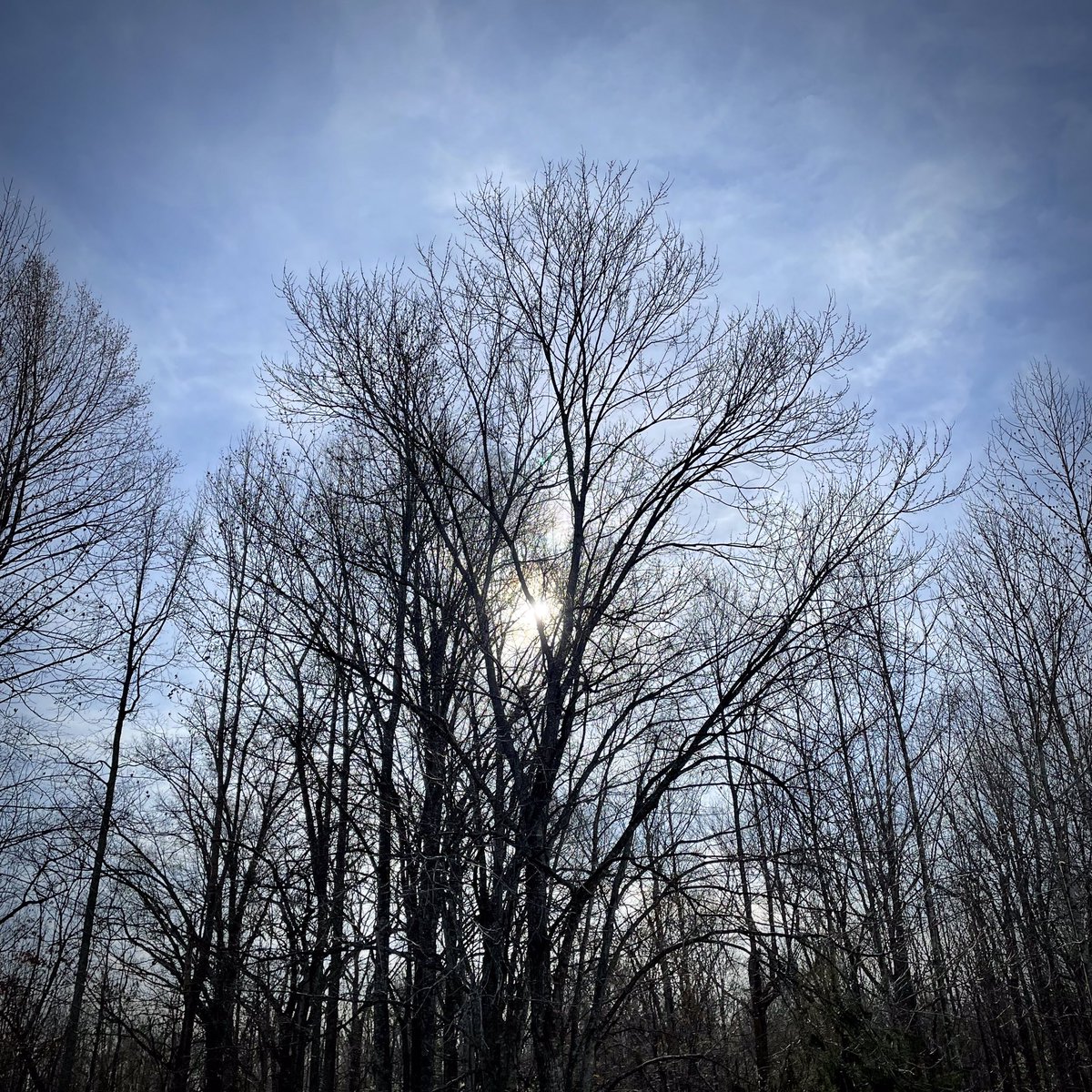 tracy_woods_'s tweet photo. Countdown to my favorite night of the year - the winter solstice. Not because of the start of winter. But because of the start of the return of the sun north and longer daylight again. #wintersolstice #pleasereturn #sun #daylight #dryad #thinkspring #treesilhouette https://t.co/sfS0sLYXCN