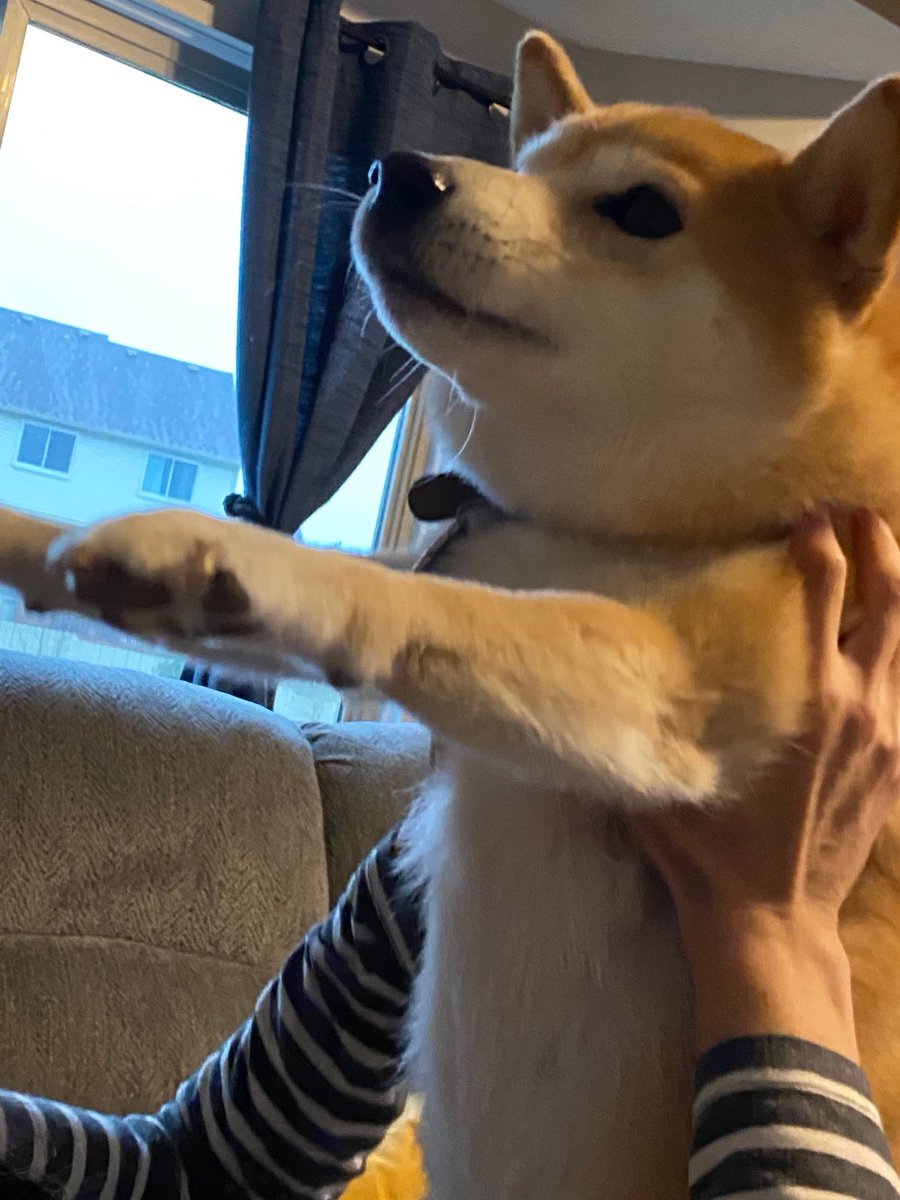 Shiba22395966's tweet image. ←three weeks old →three years old
#shibainu
#intheUS
#fromJPN