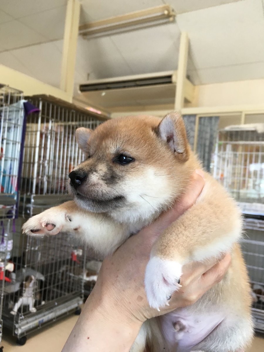 Shiba22395966's tweet image. ←three weeks old →three years old
#shibainu
#intheUS
#fromJPN