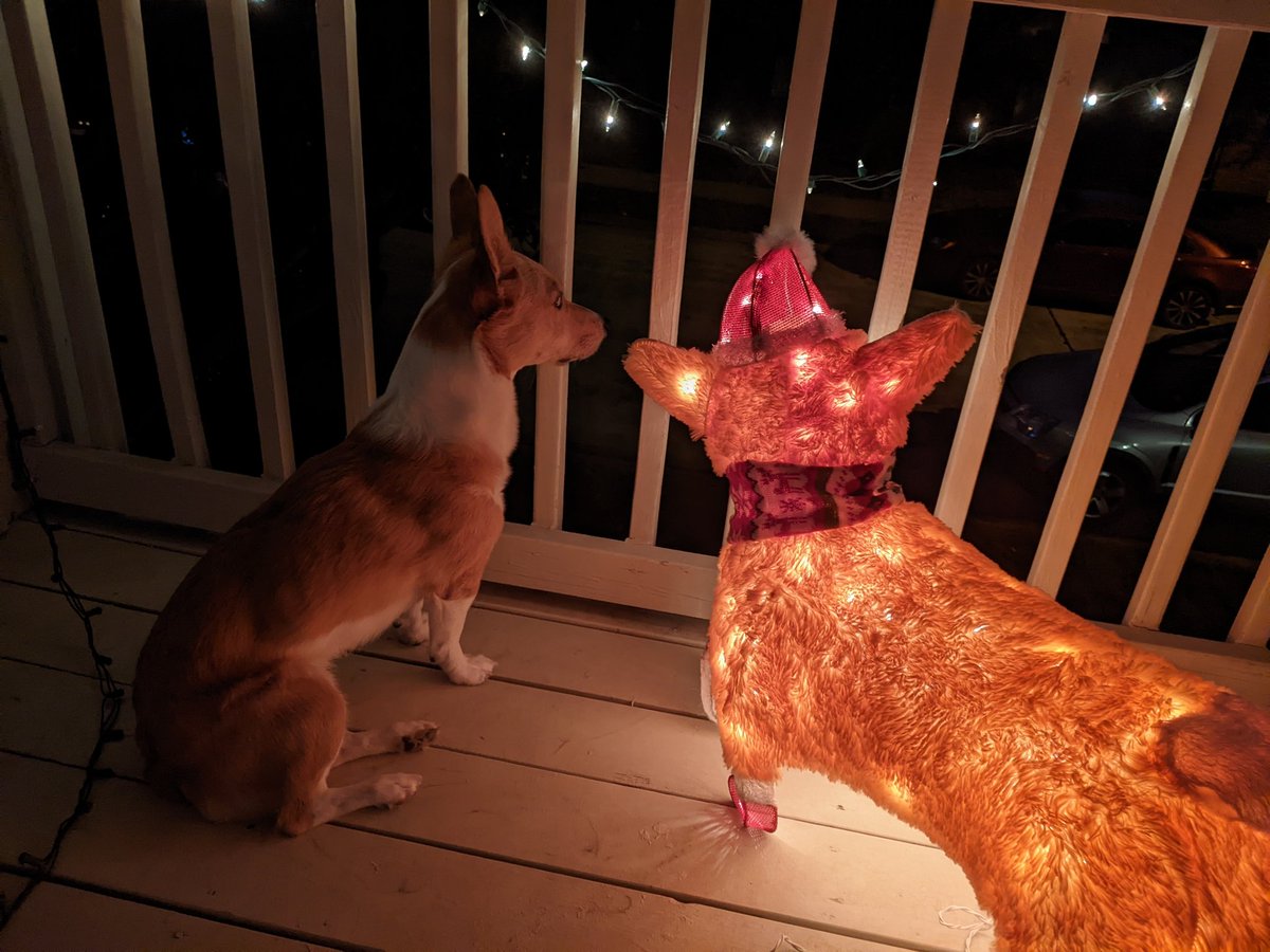 Last nights my mom was puttin up pawliday decorations and I decided to join my new buddy on the balcony! #CorgiCrew #dogsoftwitter #dogs #happypawlidays