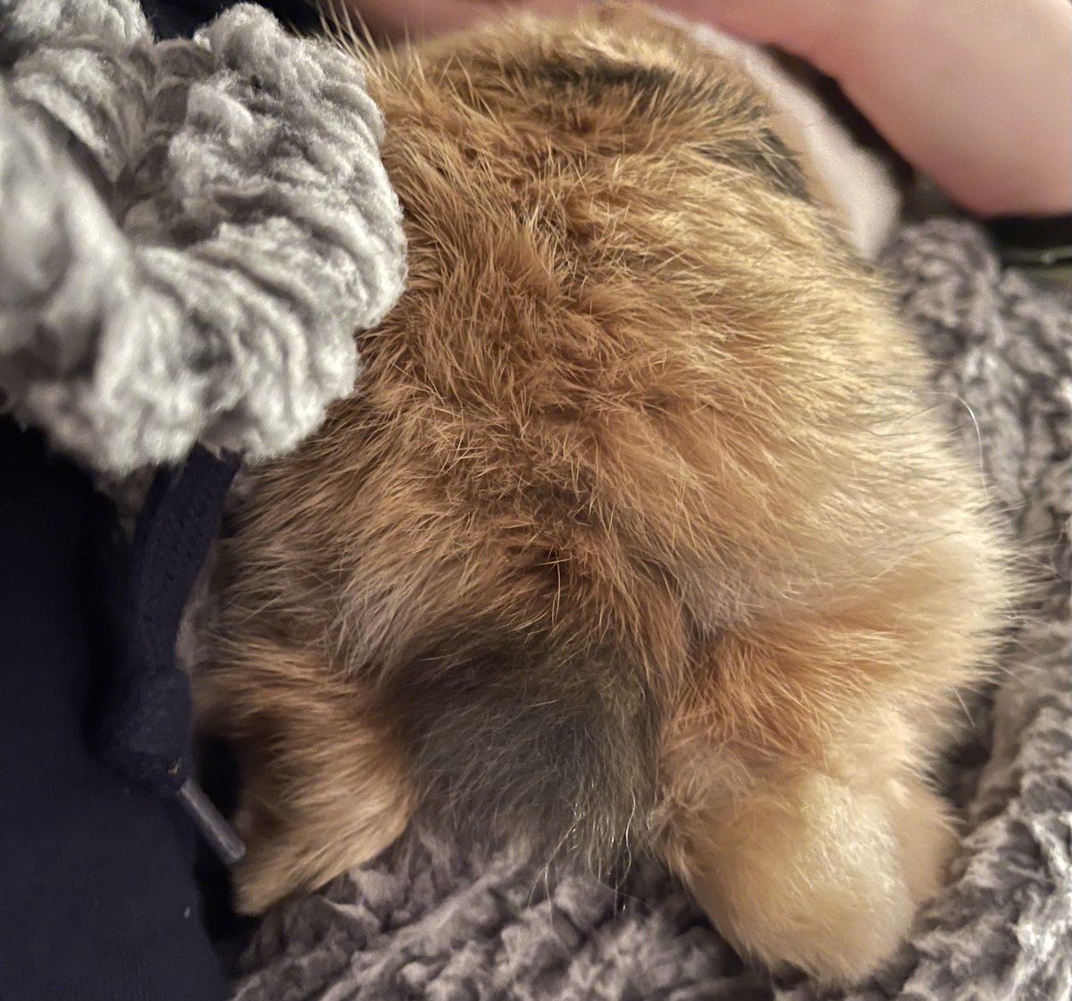 Here’s a bunny butt for your timeline