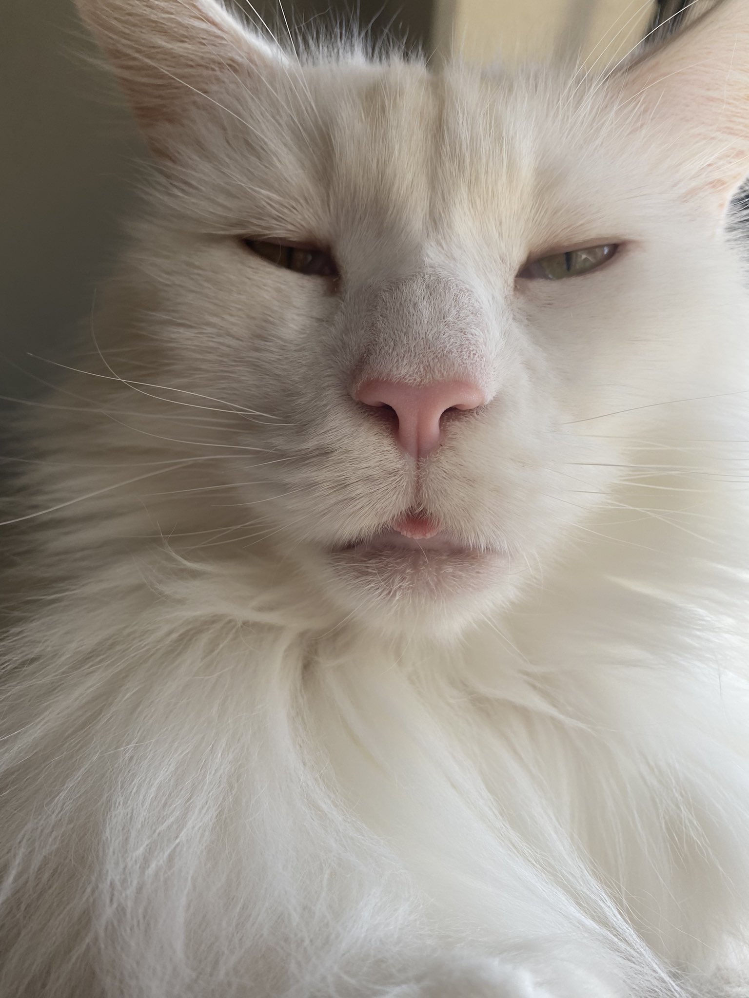 Coonlove 描きむしる 異常な毛繕い よって剥げできて 血液検査もレントゲンもエコーもありとあらゆる検査をしても解らない 症状を検索したら 知覚過敏症に当てはまる 猫の知覚過敏症 ストレスなのか メインクーン T Co M1wjnibxvk