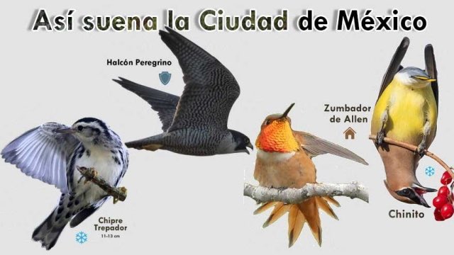 En la CdMx hay un aproximado de 400 especies de aves y en nuestra página web puedes escucharlas cantar: bit.ly/3dMzYfP