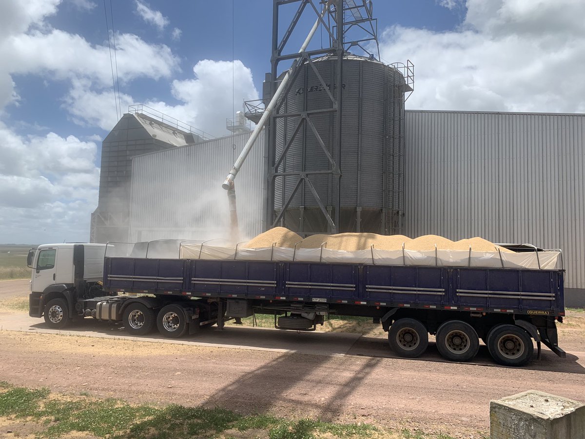 bucefalero's tweet photo. Comienza a terminar la zafra 21 y cada vez más cerca de la 22. 
Analizar, hacer numeros, jugar las cartas y seguir! 
Carga de arroz paddy 🌾🚛 https://t.co/I07iCuXBW1