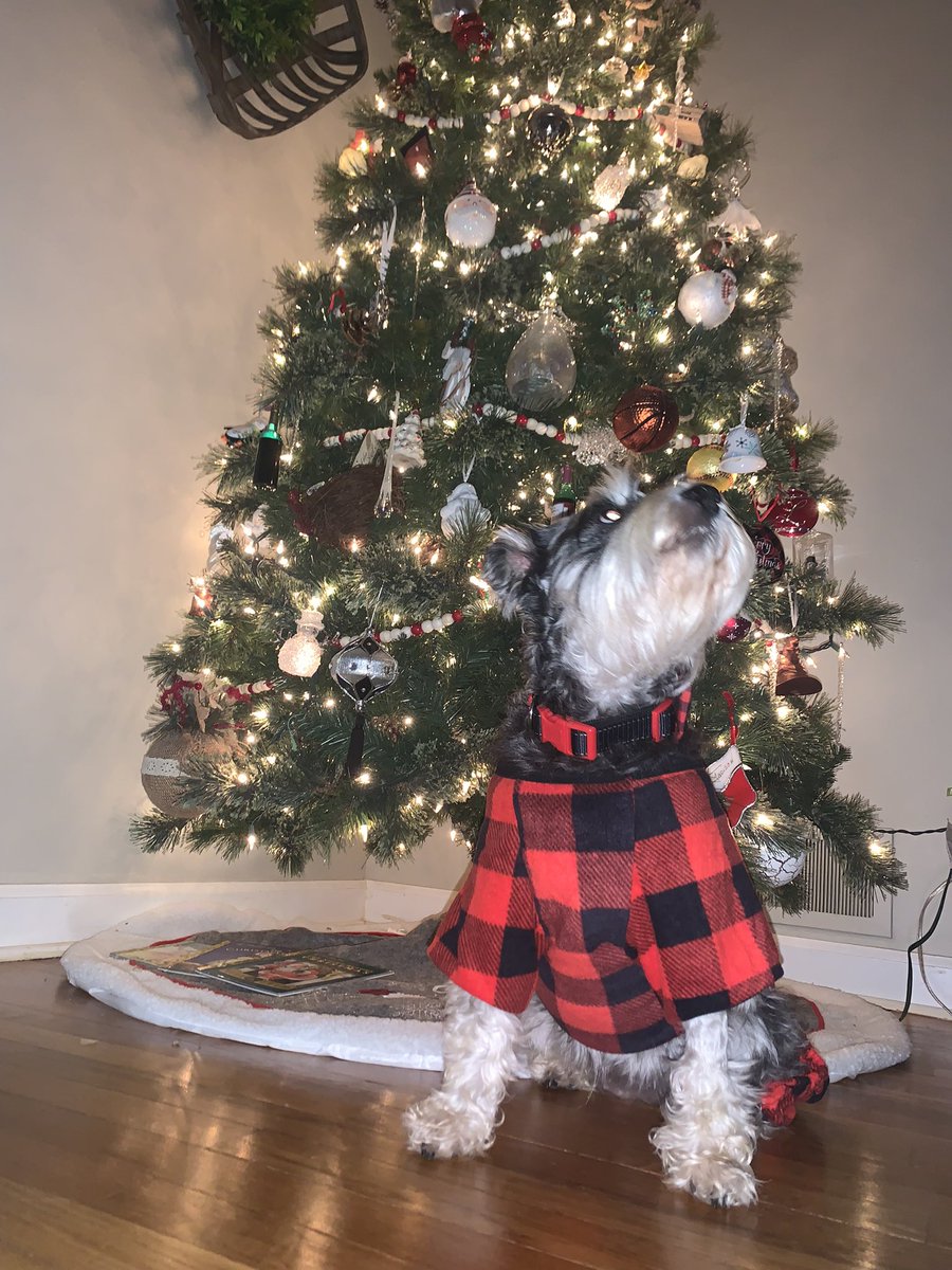 Miss molly is so cute I can’t handle it