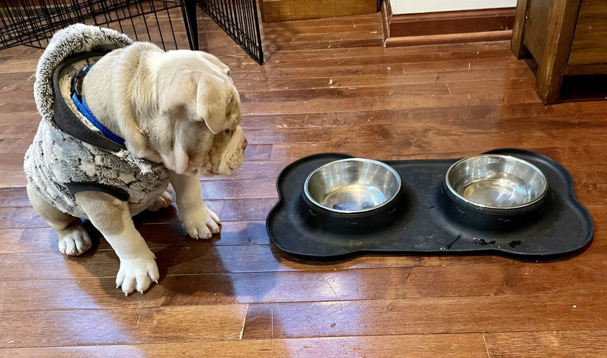 Arlo_Bulldog's tweet photo. Arlo’s vet wanted his food reduced…he’s not taking it well. https://t.co/2xsc17vlsk
