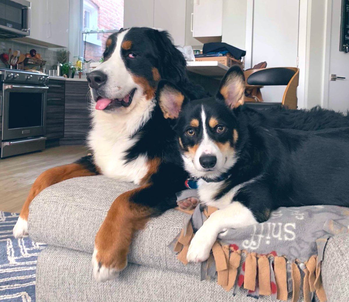 Two dogs posing on a couch. Both are black and white and tan. One is a Bernese Mountain Dog, the other is a corgi. They are facing the camera and look very serious, but awkwardly posed.