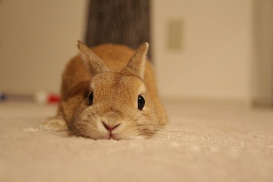 Bunnies (@rabbiteveryhour) on Twitter photo 