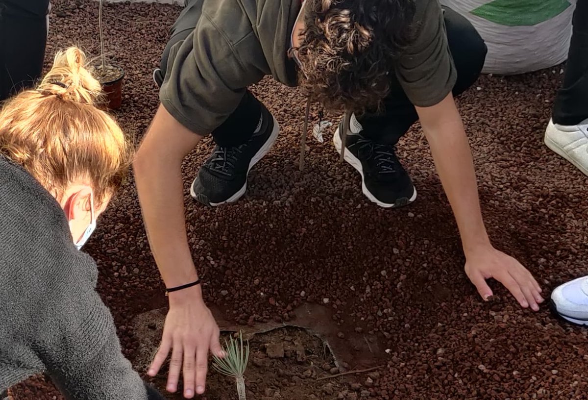 TecaTenerife's tweet photo. Por el día del árbol canario, el alumnado de primero de @TecaTenerife ha realizado una pequeña plantación en nuestro jardín volcánico que está en construcción y será una herramienta didáctica en un tema tan importante y tan de moda en nuestras islas como es el #vulcanismo. https://t.co/sVOutHtABB