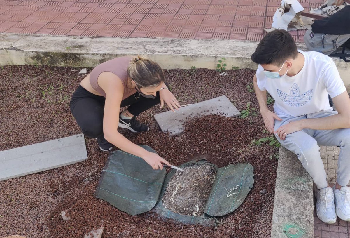 TecaTenerife's tweet photo. Las especies trasplantadas son especies autóctonas acordes al piso de vegetación (Verodes, cardones, tabaibas dulces y amargas,...) que corresponde dándole un toque vivo a nuestro @JVCanario #EducacionAmbiental #volcan #vulcanismo https://t.co/uLj6X9lput