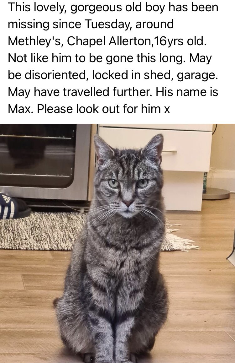 Missing puss Max. Please look out for him and RT.
