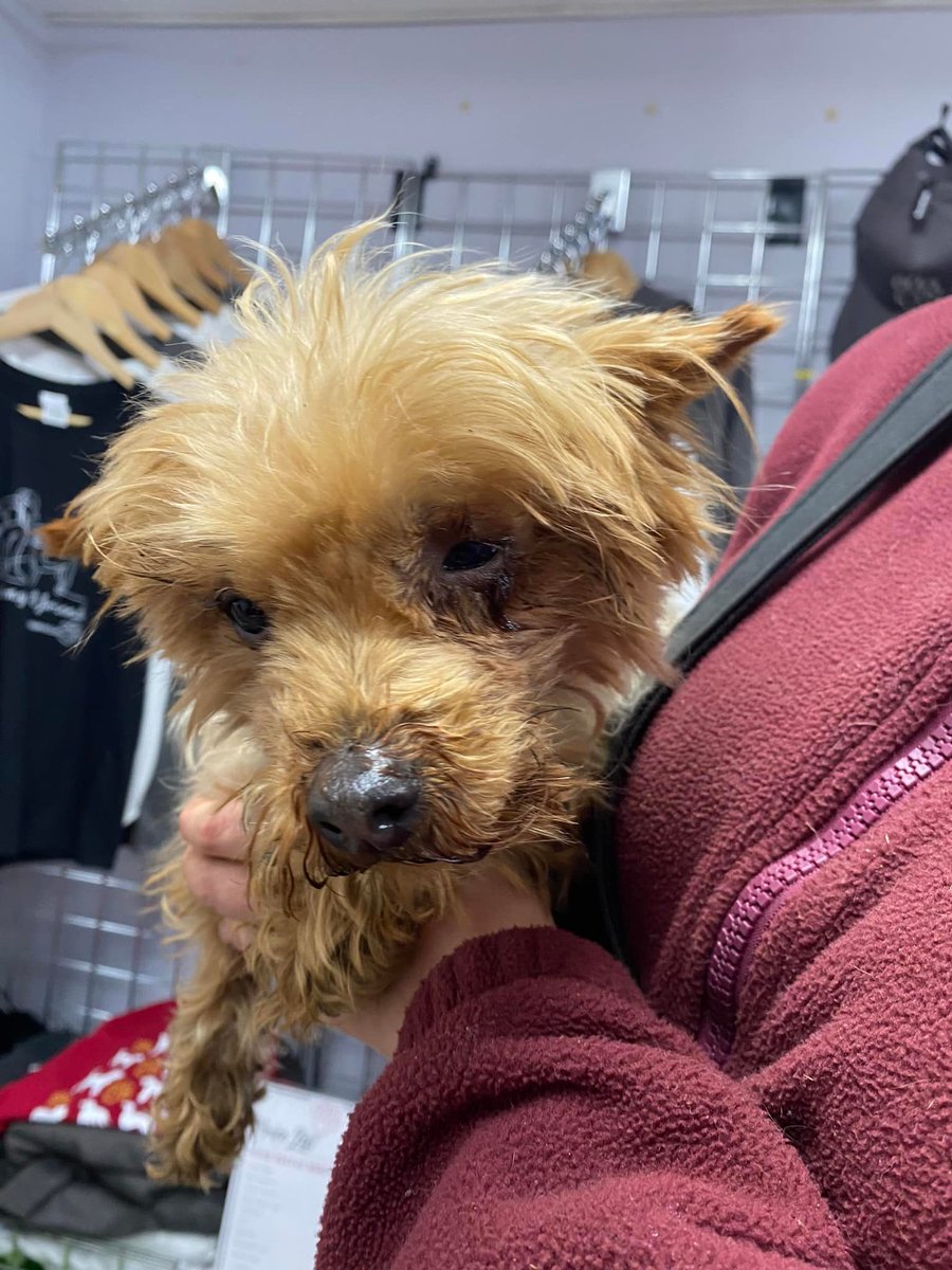 #StrayDog #Found in #Trehyngyll #Cowbridge #Wales. Female #YorkshireTerrier. Currently doing her 7 days at Hope Rescue, #Llanharan If this is your dog, please call the Centre on 01443 226659. Fees to be paid &amp; proof of ownership required. facebook.com/HopeRescueWale… #dogs #founddog
