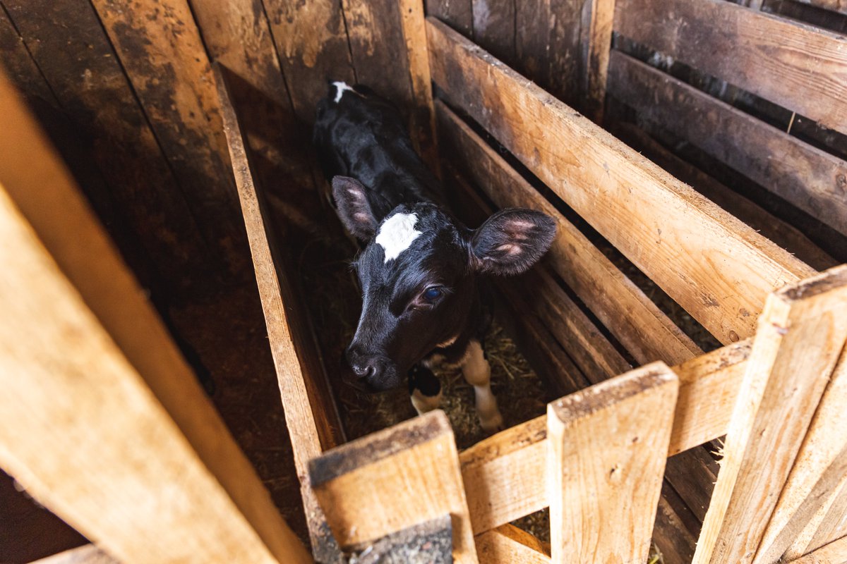 Mercy For Animals tweet media