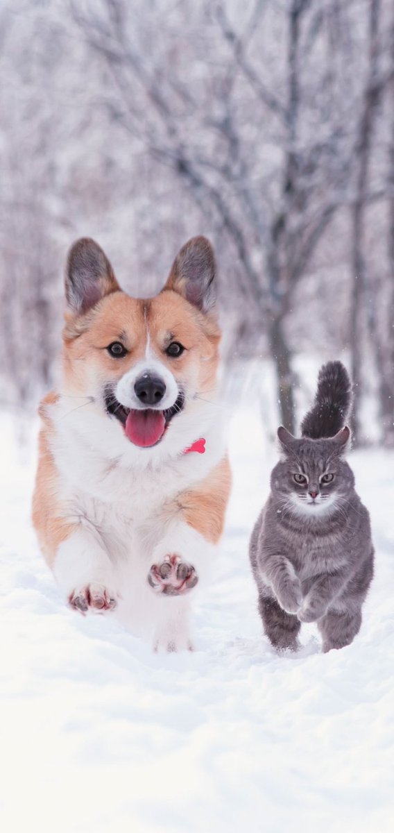 Il n'y a pas de rivalité ici..