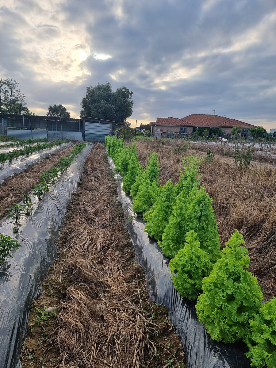 solinasolina's tweet photo. Some little Saturday smiles, the lettuce my parents are growing looking like little Xmas trees https://t.co/rK1Oe1pMJT