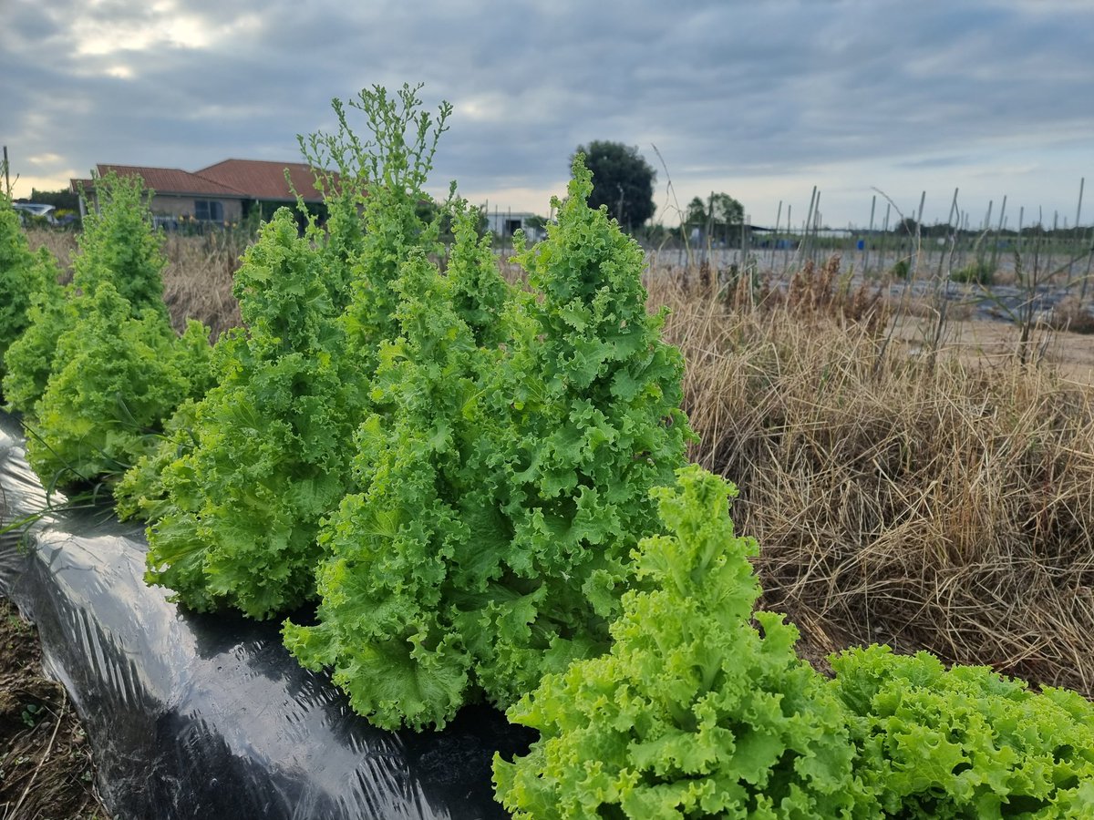 solinasolina's tweet photo. Some little Saturday smiles, the lettuce my parents are growing looking like little Xmas trees https://t.co/rK1Oe1pMJT