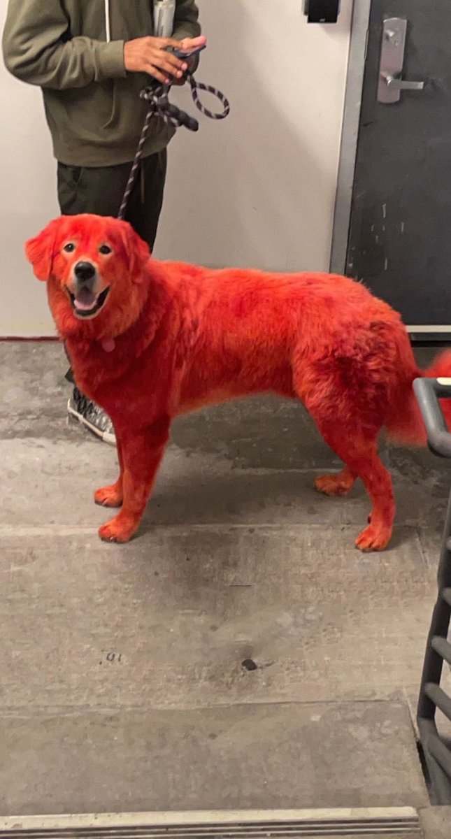 dremo's tweet photo. wtf i just met clifford https://t.co/npHM5lJ7vO