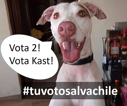 Sebastian178065's tweet photo. Manchi dice que voten por Kast!🐶 https://t.co/ikFD8dKPdf