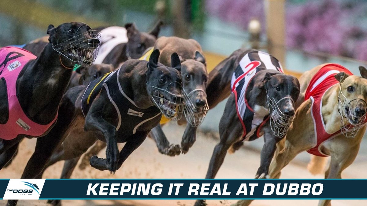 Thedogs_com_au's tweet photo. With seven runners engaged in two finals at Dubbo’s Christmas meeting on Saturday, Charmaine Roberts can end the racing year at Dawson Park on a high.
Read More: https://t.co/PsmhAk6L9H
#thedogs #dubbodogs https://t.co/WiLwfHN9hy