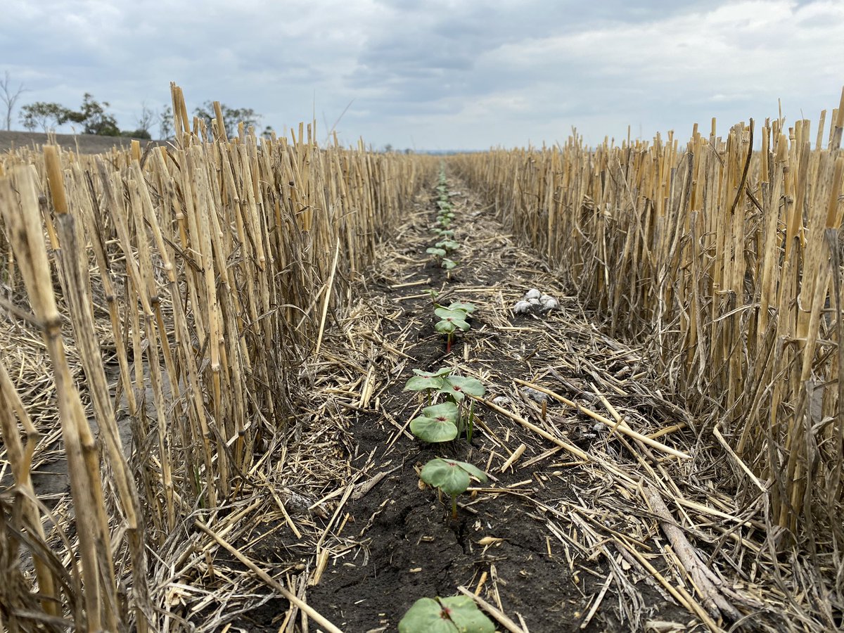 Simon Green tweet media