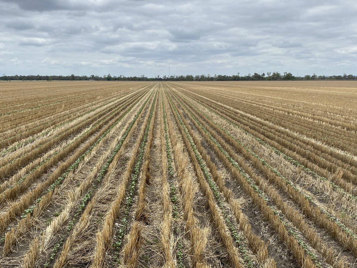 Simon Green tweet media