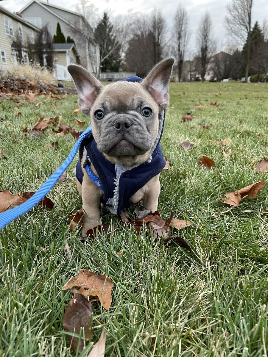 Friends, I would like to introduce my new little brother Harry a nine week old French bulldog