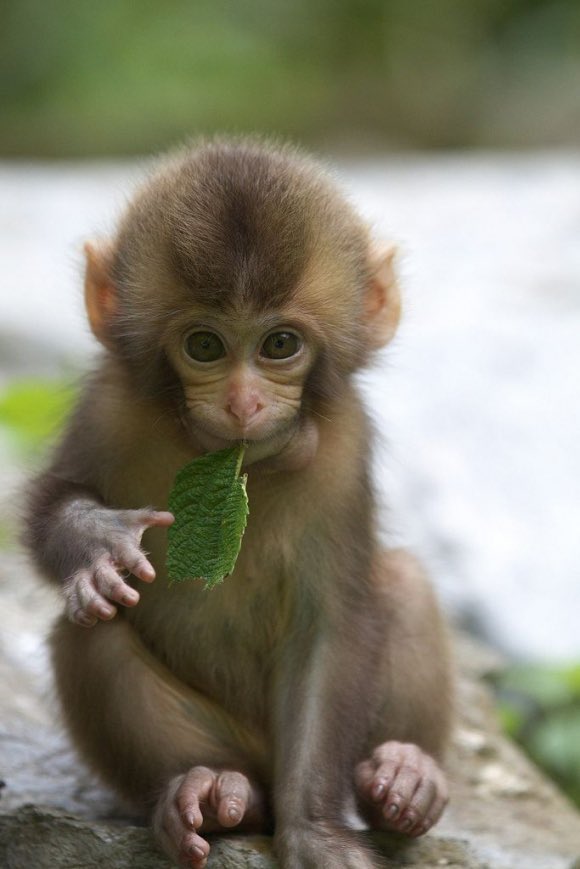 cute baby monkeys pictures